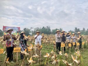 Sinergi Polri dan Petani Hasilkan Panen Jagung di Lahan Kritis Kalurahan Trimulyo