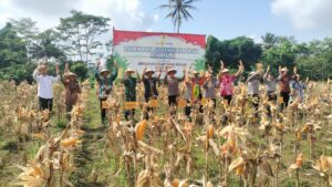 Panen Raya Jagung Serentak Kuartal II: Mendukung Swasembada Pangan 2025