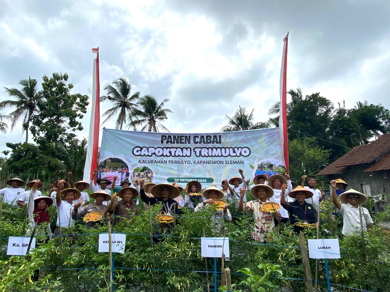 Gapoktan Trimulyo Gelar Panen Cabai Bersama